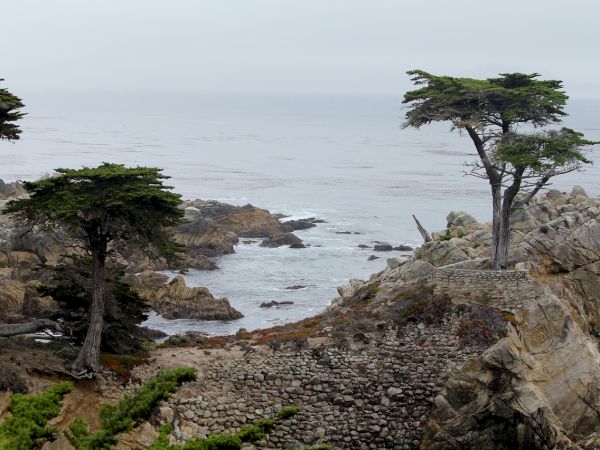 A rocky coastline with rugged cliffs, wind-swept trees, and a calm sea meeting the horizon, under a pale sky.