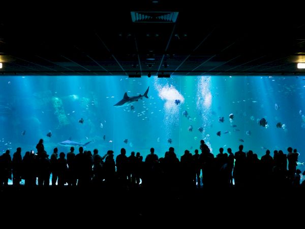 A large crowd watches a deep blue aquarium tank filled with jellyfish and a few fish swimming past silhouettes against the illuminated water.