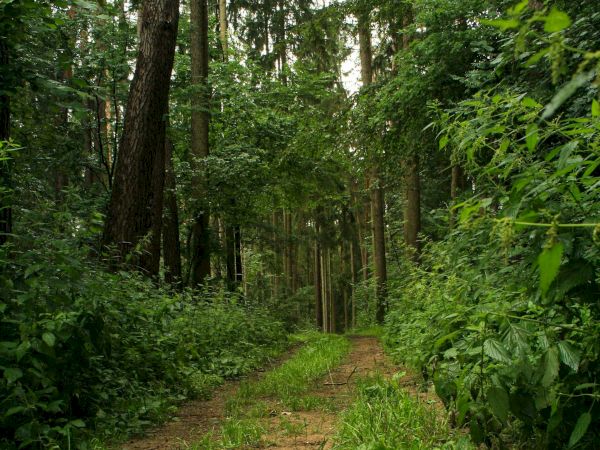 A dirt trail winds through a dense green forest, tall trees on both sides and leafy undergrowth along the path.